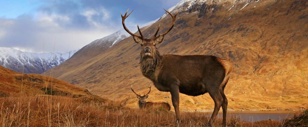 Cairngorm National Park red deer stag